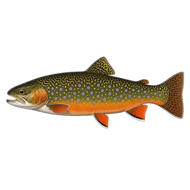 Brook trout illustration