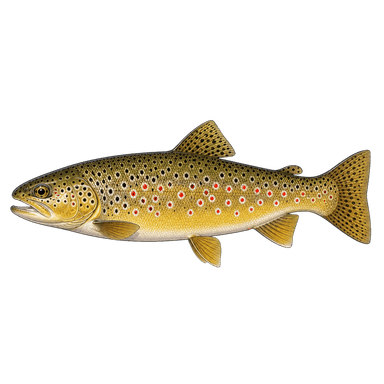 Brown trout illustration
