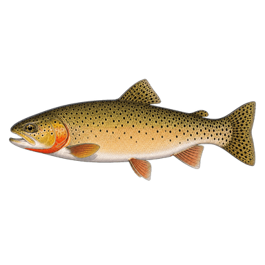 Colorado River cutthroat illustration